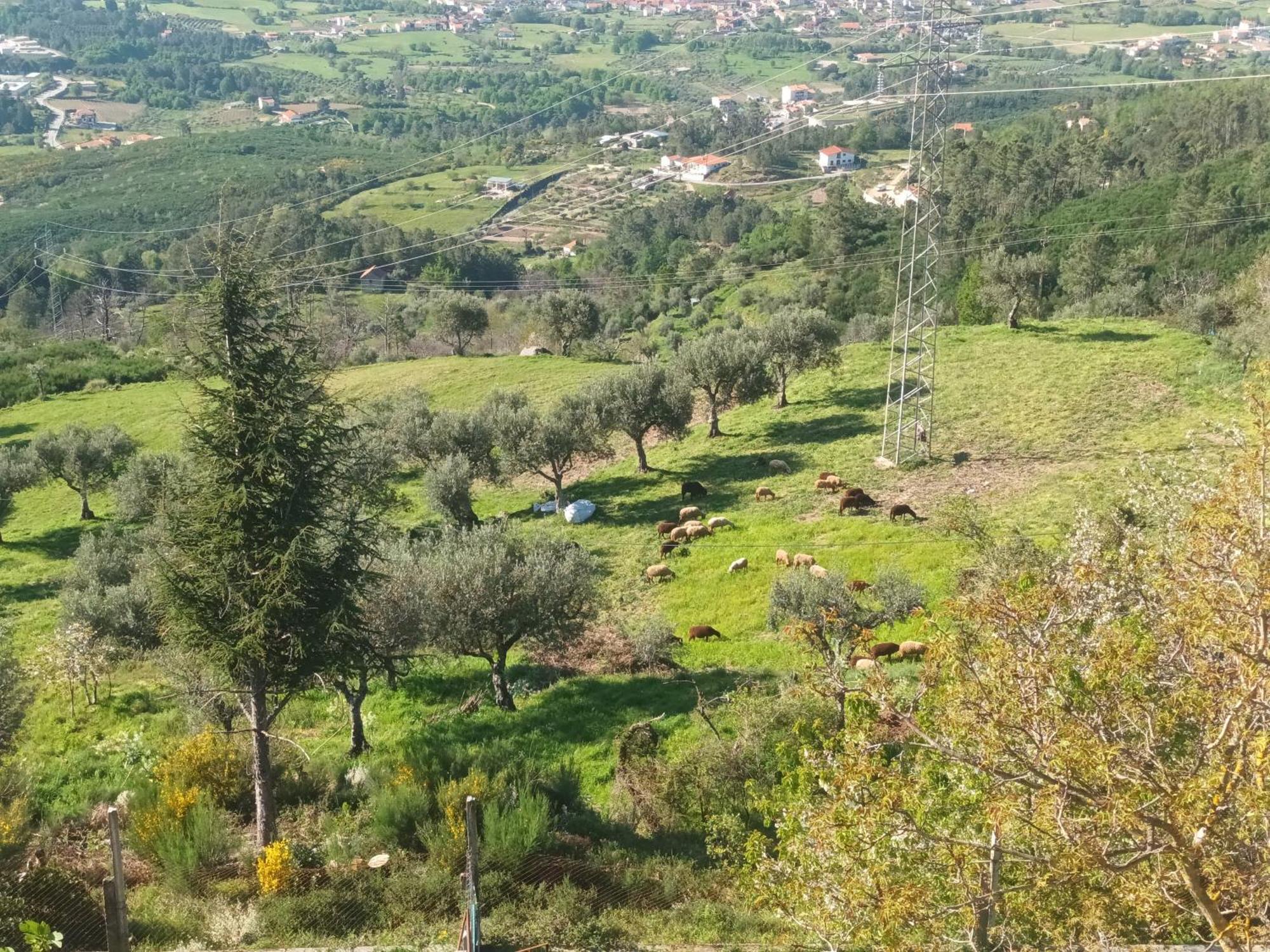 Appartamento Casas Do Castelo Aldeia da Serra (Guarda)